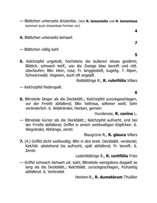 — Blättchen unterseits drüsenlos. (Von R. tomentella und R. tomentosa
kommen auch drüsenlose Formen vor)
4
4. Blättchen unterseits behaart
7
— Blättchen völlig kahl
5
5. Kelchzipfel ungeteilt, höchstens die äußeren etwas gezähnt;
Blättch. schwach keilf., wie die Zweige blau bereift und rötl.
überlaufen; Blkr. klein, rosa; Fr. langgestielt, kugelig. 7. Alpen,
Schwarzwald, Vogesen, auch oft angepfl.
Rotblättrige R., R. rubrifólia Villars
— Kelchzipfel fiederspalt.
6
6. Bltnstiele länger als die Deckblätt.; Kelchzipfel zurückgeschlagen,
vor der Frreife abfallend; Blkr. hellrosa, seltener weiß. Sehr
veränderlich. 6. Waldränder, Hecken, gemein
Hundsrose, R. canína L.
— Bltnstiele kürzer als die Deckblätt.; Kelchzipfel aufrecht, erst bei
der Frreife abfallend; Griffel in einem weißwolligen Köpfchen. 6.
Wegränder, Abhänge, zerstr.
Blaugrüne R., R. glauca Villars
7. (4.) Griffel dicht weißwollig; Bltn in den breit. Deckblätt. versteckt;
Kelchbl. abstehend bis aufrecht, spät abfallend; Fr. bereift. 6.
Zerstr.
Lederblättrige R., R. corlifólia Fries
— Griffel schwach behaart od. kahl; Bltnstiele wenigstens doppelt so
lang als die Deckblätt.; Kelchblätt. zurückgeschlagen, frühzeitig
abfallend. 6. Verbreitet
Hecken-R., R. dumetórum Thuillier
 