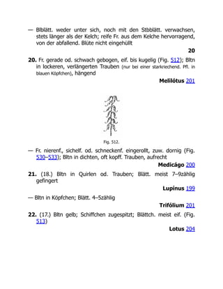 — Blblätt. weder unter sich, noch mit den Stbblätt. verwachsen,
stets länger als der Kelch; reife Fr. aus dem Kelche hervorragend,
von der abfallend. Blüte nicht eingehüllt
20
20. Fr. gerade od. schwach gebogen, eif. bis kugelig (Fig. 512); Bltn
in lockeren, verlängerten Trauben (nur bei einer starkriechend. Pfl. in
blauen Köpfchen), hängend
Melilótus 201
Fig. 512.
— Fr. nierenf., sichelf. od. schneckenf. eingerollt, zuw. dornig (Fig.
530–533); Bltn in dichten, oft kopff. Trauben, aufrecht
Medicágo 200
21. (18.) Bltn in Quirlen od. Trauben; Blätt. meist 7–9zählig
gefingert
Lupínus 199
— Bltn in Köpfchen; Blätt. 4–5zählig
Trifólium 201
22. (17.) Bltn gelb; Schiffchen zugespitzt; Blättch. meist eif. (Fig.
513)
Lotus 204
 