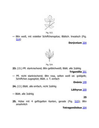 Fig. 513.
— Bltn weiß, mit violetter Schiffchenspitze; Blättch. linealisch (Fig.
514)
Dorýcnium 204
Fig. 514.
23. (15.) Pfl. starkriechend; Bltn gelblichweiß; Blätt. alle 3zählig
Trigonélla 201
— Pfl. nicht starkriechend; Bltn rosa, selten weiß od. goldgelb;
Schiffchen zugespitzt; Blätt. z. T. einfach
Onónis 199
24. (13.) Blätt. alle einfach, nicht 3zählig
Láthyrus 209
— Blätt. alle 3zählig
25
25. Hülse mit 4 geflügelten Kanten, gerade (Fig. 515); Bltn
ansehnlich
Tetragonólobus 204
 