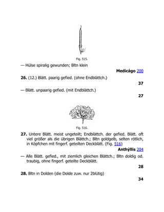 Fig. 515.
— Hülse spiralig gewunden; Bltn klein
Medicágo 200
26. (12.) Blätt. paarig gefied. (ohne Endblättch.)
37
— Blätt. unpaarig gefied. (mit Endblättch.)
27
Fig. 516.
27. Untere Blätt. meist ungeteilt; Endblättch. der gefied. Blätt. oft
viel größer als die übrigen Blättch.; Bltn goldgelb, selten rötlich,
in Köpfchen mit fingerf. geteilten Deckblätt. (Fig. 516)
Anthýllis 204
— Alle Blätt. gefied., mit ziemlich gleichen Blättch.; Bltn doldig od.
traubig, ohne fingerf. geteilte Deckblätt.
28
28. Bltn in Dolden (die Dolde zuw. nur 2blütig)
34
 
