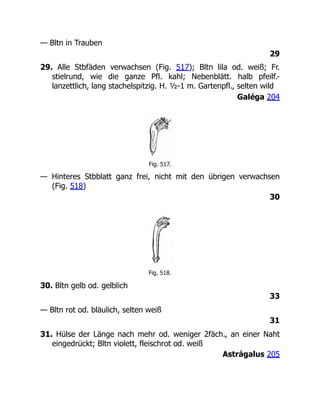 — Bltn in Trauben
29
29. Alle Stbfäden verwachsen (Fig. 517); Bltn lila od. weiß; Fr.
stielrund, wie die ganze Pfl. kahl; Nebenblätt. halb pfeilf.-
lanzettlich, lang stachelspitzig. H. ½-1 m. Gartenpfl., selten wild
Galéga 204
Fig. 517.
— Hinteres Stbblatt ganz frei, nicht mit den übrigen verwachsen
(Fig. 518)
30
Fig. 518.
30. Bltn gelb od. gelblich
33
— Bltn rot od. bläulich, selten weiß
31
31. Hülse der Länge nach mehr od. weniger 2fäch., an einer Naht
eingedrückt; Bltn violett, fleischrot od. weiß
Astrágalus 205
 