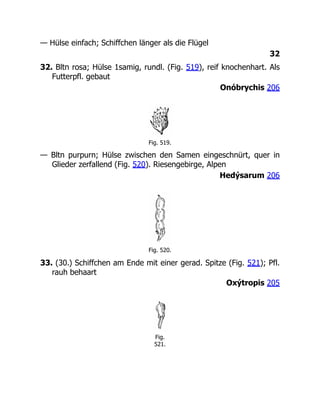 — Hülse einfach; Schiffchen länger als die Flügel
32
32. Bltn rosa; Hülse 1samig, rundl. (Fig. 519), reif knochenhart. Als
Futterpfl. gebaut
Onóbrychis 206
Fig. 519.
— Bltn purpurn; Hülse zwischen den Samen eingeschnürt, quer in
Glieder zerfallend (Fig. 520). Riesengebirge, Alpen
Hedýsarum 206
Fig. 520.
33. (30.) Schiffchen am Ende mit einer gerad. Spitze (Fig. 521); Pfl.
rauh behaart
Oxýtropis 205
Fig.
521.
 