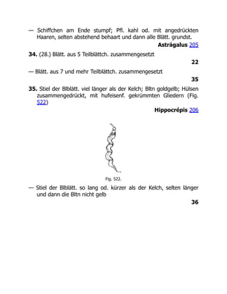 — Schiffchen am Ende stumpf; Pfl. kahl od. mit angedrückten
Haaren, selten abstehend behaart und dann alle Blätt. grundst.
Astrágalus 205
34. (28.) Blätt. aus 5 Teilblättch. zusammengesetzt
22
— Blätt. aus 7 und mehr Teilblättch. zusammengesetzt
35
35. Stiel der Blblätt. viel länger als der Kelch; Bltn goldgelb; Hülsen
zusammengedrückt, mit hufeisenf. gekrümmten Gliedern (Fig.
522)
Hippocrépis 206
Fig. 522.
— Stiel der Blblätt. so lang od. kürzer als der Kelch, selten länger
und dann die Bltn nicht gelb
36
 