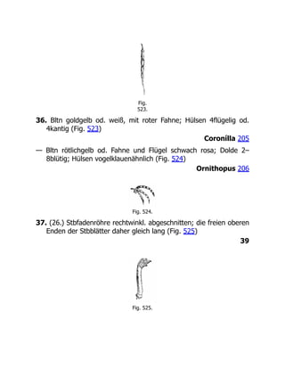 Fig.
523.
36. Bltn goldgelb od. weiß, mit roter Fahne; Hülsen 4flügelig od.
4kantig (Fig. 523)
Coronílla 205
— Bltn rötlichgelb od. Fahne und Flügel schwach rosa; Dolde 2–
8blütig; Hülsen vogelklauenähnlich (Fig. 524)
Ornithopus 206
Fig. 524.
37. (26.) Stbfadenröhre rechtwinkl. abgeschnitten; die freien oberen
Enden der Stbblätter daher gleich lang (Fig. 525)
39
Fig. 525.
 