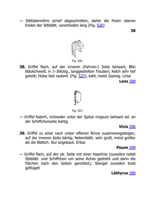 — Stbfadenröhre schief abgeschnitten, daher die freien oberen
Enden der Stbblätt. verschieden lang (Fig. 526)
38
Fig. 526.
38. Griffel flach, auf der inneren (Fahnen-) Seite behaart; Bltn
bläulichweiß, in 1–3blütig., langgestielten Trauben; Kelch sehr tief
geteilt; Hülse fast rautenf. (Fig. 527), kahl, meist 2samig. Linse
Lens 209
Fig. 527.
— Griffel fadenf., entweder unter der Spitze ringsum behaart od. an
der Schiffchenseite bärtig
Vícia 206
39. Griffel zu einer nach unten offenen Rinne zusammengebogen,
auf der inneren Seite bärtig; Nebenblätt. sehr groß, meist größer
als die Blättch. Nur angebaut. Erbse
Pisum 209
— Griffel flach, auf der ob. Seite mit einer Haarlinie (zuweilen nebst
Stbblätt. und Schiffchen um seine Achse gedreht und dann die
Flächen nach den Seiten gerichtet); Stengel zuweilen breit
geflügelt
Láthyrus 209
 
