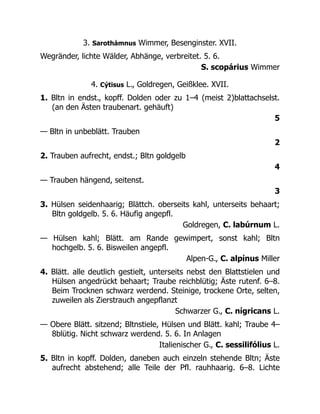 3. Sarothámnus Wimmer, Besenginster. XVII.
Wegränder, lichte Wälder, Abhänge, verbreitet. 5. 6.
S. scopárius Wimmer
4. Cýtisus L., Goldregen, Geißklee. XVII.
1. Bltn in endst., kopff. Dolden oder zu 1–4 (meist 2)blattachselst.
(an den Ästen traubenart. gehäuft)
5
— Bltn in unbeblätt. Trauben
2
2. Trauben aufrecht, endst.; Bltn goldgelb
4
— Trauben hängend, seitenst.
3
3. Hülsen seidenhaarig; Blättch. oberseits kahl, unterseits behaart;
Bltn goldgelb. 5. 6. Häufig angepfl.
Goldregen, C. labúrnum L.
— Hülsen kahl; Blätt. am Rande gewimpert, sonst kahl; Bltn
hochgelb. 5. 6. Bisweilen angepfl.
Alpen-G., C. alpínus Miller
4. Blätt. alle deutlich gestielt, unterseits nebst den Blattstielen und
Hülsen angedrückt behaart; Traube reichblütig; Äste rutenf. 6–8.
Beim Trocknen schwarz werdend. Steinige, trockene Orte, selten,
zuweilen als Zierstrauch angepflanzt
Schwarzer G., C. nígricans L.
— Obere Blätt. sitzend; Bltnstiele, Hülsen und Blätt. kahl; Traube 4–
8blütig. Nicht schwarz werdend. 5. 6. In Anlagen
Italienischer G., C. sessilifólius L.
5. Bltn in kopff. Dolden, daneben auch einzeln stehende Bltn; Äste
aufrecht abstehend; alle Teile der Pfl. rauhhaarig. 6–8. Lichte
 