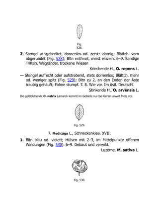 Fig.
528.
2. Stengel ausgebreitet, dornenlos od. zerstr. dornig; Blättch. vorn
abgerundet (Fig. 528); Bltn entfernt, meist einzeln. 6–9. Sandige
Triften, Wegränder, trockene Wiesen
Kriechende H., O. repens L.
— Stengel aufrecht oder aufstrebend, stets dornenlos; Blättch. mehr
od. weniger spitz (Fig. 529); Bltn zu 2, an den Enden der Äste
traubig gehäuft; Fahne stumpf. 7. 8. Wie vor. Im östl. Deutschl.
Stinkende H., O. arvénsis L.
Die gelbblühende O. natrix Lamarck kommt im Gebiete nur bei Gorze unweit Metz vor.
Fig. 529.
7. Medicágo L., Schneckenklee. XVII.
1. Bltn blau od. violett; Hülsen mit 2–3, im Mittelpunkte offenen
Windungen (Fig. 530). 6–9. Gebaut und verwild.
Luzerne, M. satíva L.
Fig. 530.
 