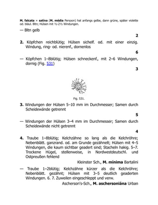 M. falcata × satíva (M. média Persoon) hat anfangs gelbe, dann grüne, später violette
od. bläul. Bltn; Hülsen mit ½-2½ Windungen.
— Bltn gelb
2
2. Köpfchen reichblütig; Hülsen sichelf. od. mit einer einzig.
Windung, ring- od. nierenf., dornenlos
6
— Köpfchen 1–8blütig; Hülsen schneckenf., mit 2–6 Windungen,
dornig (Fig. 531)
3
Fig. 531.
3. Windungen der Hülsen 5–10 mm im Durchmesser; Samen durch
Scheidewände getrennt
5
— Windungen der Hülsen 3–4 mm im Durchmesser; Samen durch
Scheidewände nicht getrennt
4
4. Traube 1–8blütig; Kelchzähne so lang als die Kelchröhre;
Nebenblätt. ganzrand. od. am Grunde gezähnelt; Hülsen mit 4–5
Windungen, die kaum sichtbar geadert sind; Stacheln hakig. 5–7.
Trockene Hügel, stellenweise, in Nordwestdeutschl. und
Ostpreußen fehlend
Kleinster Sch., M. mínima Bartalini
— Traube 1–2blütig; Kelchzähne kürzer als die Kelchröhre;
Nebenblätt. gezähnt; Hülsen mit 3–5 deutlich geaderten
Windungen. 6. 7. Zuweilen eingeschleppt und verw.
Ascherson's-Sch., M. aschersoniána Urban
 