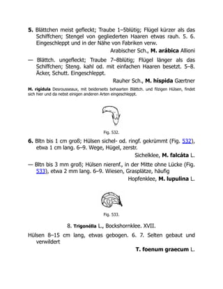5. Blättchen meist gefleckt; Traube 1–5blütig; Flügel kürzer als das
Schiffchen; Stengel von gegliederten Haaren etwas rauh. 5. 6.
Eingeschleppt und in der Nähe von Fabriken verw.
Arabischer Sch., M. arábica Allioni
— Blättch. ungefleckt; Traube 7–8blütig; Flügel länger als das
Schiffchen; Steng. kahl od. mit einfachen Haaren besetzt. 5–8.
Äcker, Schutt. Eingeschleppt.
Rauher Sch., M. híspida Gærtner
M. rigídula Desrousseaux, mit beiderseits behaarten Blättch. und filzigen Hülsen, findet
sich hier und da nebst einigen anderen Arten eingeschleppt.
Fig. 532.
6. Bltn bis 1 cm groß; Hülsen sichel- od. ringf. gekrümmt (Fig. 532),
etwa 1 cm lang. 6–9. Wege, Hügel, zerstr.
Sichelklee, M. falcáta L.
— Bltn bis 3 mm groß; Hülsen nierenf., in der Mitte ohne Lücke (Fig.
533), etwa 2 mm lang. 6–9. Wiesen, Grasplätze, häufig
Hopfenklee, M. lupulina L.
Fig. 533.
8. Trigonélla L., Bockshornklee. XVII.
Hülsen 8–15 cm lang, etwas gebogen. 6. 7. Selten gebaut und
verwildert
T. foenum graecum L.
 