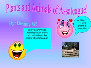 O my gosh! We’re
learning about plants
and animals on the
island of Assateague!
Ahhhhh…
. I love
plants &
animals!
 
