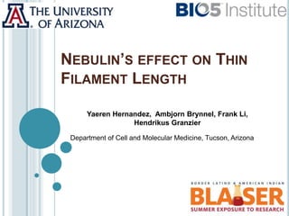 NEBULIN’S EFFECT ON THIN
FILAMENT LENGTH
Department of Cell and Molecular Medicine, Tucson, Arizona
Yaeren Hernandez, Ambjorn Brynnel, Frank Li,
Hendrikus Granzier
 