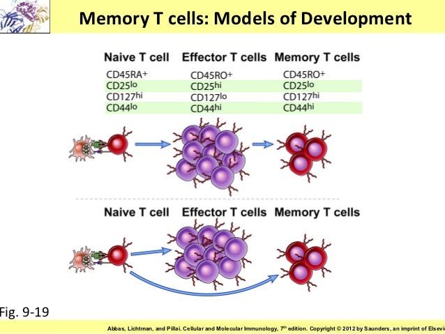 for th 7 formation lymphocytes chapter T activation immunology : of 9