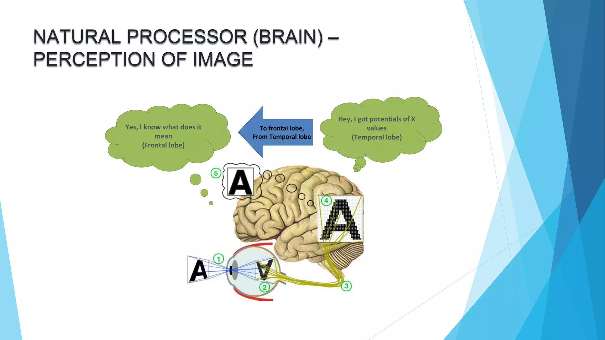 NATURAL PROCESSOR (BRAIN) –
PERCEPTION OF IMAGE
Hey, I got potentials of X
values
(Temporal lobe)
Yes, I know what does it
mean
(Frontal lobe)
To frontal lobe,
From Temporal lobe
 