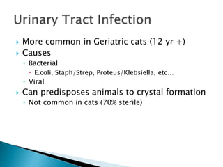 Photo inspiration: Fresh Look at Feline Lower Urinary Tract Disease