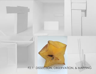 F2.1: DISSECTION, OBSERVATION, & MAPPING
 