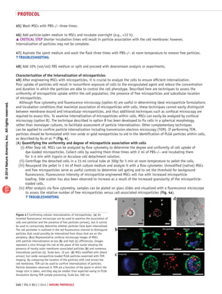 ©2014NatureAmerica,Inc.Allrightsreserved.
protocol
240 | VOL.9 NO.2 | 2014 | nature protocols
45| Wash MSCs with PBS−/− three times.
46| Add particle-laden medium to MSCs and incubate overnight (e.g., 12 h).
 CRITICAL STEP Shorter incubation times will result in particle association with the cell membrane; however,
internalization of particles may not be complete.
47| Aspirate the spent medium and wash the flask three times with PBS−/− at room temperature to remove free particles.
? TROUBLESHOOTING
48| Add 10% (vol/vol) FBS medium or split and proceed with downstream analysis or experiments.
Characterization of the internalization of microparticles
49| After engineering MSCs with microparticles, it is crucial to analyze the cells to ensure efficient internalization.
Poor uptake of particles will result in nonuniform exposure of cells to the encapsulated agent and reduce the concentration
and duration in which the particles are able to control the cell phenotype. Described here are techniques to assess the
uniformity of microparticle uptake within the cell population, the presence of free microparticles and subcellular location
of microparticles.
Although flow cytometry and fluorescence microscopy (option A) are useful in determining ideal microparticle formulations
and incubation conditions that maximize association of microparticles with cells, these techniques cannot easily distinguish
between membrane-bound and intracellular microparticles, and thus additional techniques such as confocal microscopy are
required to assess this. To examine internalization of microparticles within cells, MSCs can easily be analyzed by confocal
microscopy (option B). The technique described in option B has been developed to fix cells in a spherical morphology,
rather than monolayer cultures, to facilitate assessment of particle internalization. Other complementary techniques
can be applied to confirm particle internalization including transmission electron microscopy (TEM). If performing TEM,
particles should be formulated with iron oxide or gold nanoparticles to aid in the identification of PLGA particles within cells,
as described by Xu et al.19 (Fig. 4).
(A) Quantifying the uniformity and degree of microparticle association with cells
	 (i) After Step 48, MSCs can be analyzed by flow cytometry to determine the degree and uniformity of cell uptake of
dye-loaded microparticles. Collect cells by washing them three times with 2 ml of PBS−/− and incubating them
for 3–4 min with trypsin or Accutase cell detachment solution.
	 (ii) Centrifuge the detached cells in a 15-ml conical tube at 300g for 5 min at room temperature to pellet the cells.
	 (iii) Resuspend the pellet in 1 ml of fresh culture medium and analyze it with a flow cytometer. Unmodified (native) MSCs
and free microparticles serve as useful controls to determine cell gating and to set the threshold for background
fluorescence. Fluorescence intensity of microparticle-engineered MSCs will rise with increased microparticle
loading. Side scatter has also been observed to increase as a result of the increased granularity of the microparticle-
loaded cells.
	 (iv) After analysis via flow cytometry, samples can be plated on glass slides and visualized with a fluorescence microscope
to assess the relative number of free microparticles versus cell-associated microparticles (Fig. 4a).
? TROUBLESHOOTING
Hoechst DiO DiI-particles Merge
Hoechst DiO DiI-particles Mergeb
c
a d
Figure 4 | Confirming cellular internalization of microparticles. (a) An
inverted fluorescence microscope can be used to examine the association of
cells and particles and the presence of free particles (arrows), but it cannot
be used to conclusively determine whether particles have been internalized.
The cell perimeter is outlined in the red fluorescence channel to distinguish
particles that could possibly be internalized from those that are on the
periphery. (b,c) Representative confocal microscopy images of MSCs
with particle internalization at low (b) and high (c) efficiencies. Images
represent a slice through the cell at the plane of the nuclei showing the
presence of mostly outer membrane–associated particles (b) and numerous
intracellular particles (c). Scale bars, 10 µm. (d) MSCs modified with (black
arrows) iron oxide nanoparticle-loaded PLGA particles examined with TEM
imaging. By comparing the location of the particles with (red arrow) the
cell membrane, TEM can be used to confirm internalization of particles.
Particle diameters observed in TEM are a function of the plane in which the
image slice is taken, and they may be smaller than expected owing to PLGA
dissolution during TEM sample processing. Scale bar, 500 nm.
 