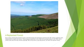 A Replanted Forest
Due to heavy clearing that started as early as the Bronze Age and continued up until the early 20th century, programs were
implemented to replant the forests. These programs would start in the 1920s and would gain speed in the 1950s, where
conifer trees were the most common plantings. 58% of the forest is now Sitka spruce. No native tree species remain.
 