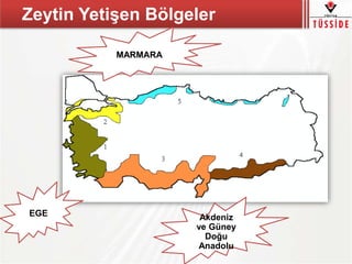 Zeytin Yetişen Bölgeler
EGE
MARMARA
Akdeniz
ve Güney
Doğu
Anadolu
 