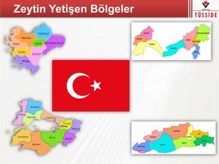 Zeytin Yetişen Bölgeler
 