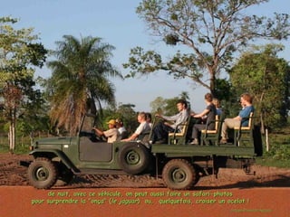 de nuit, avec ce véhicule, on peut aussi faire un safari-photos
pour surprendre la "onça" (le jaguar) ou, quelquefois, croiser un ocelot !
                                                                   cortesia Pousada Aguapé
 