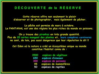 D É C O U V E R T E de la R É S E R V E

              Cette réserve offre non seulement le plaisir
      d’observer et de photographier, mais également de pêcher.

            La pêche est permise de mars à octobre.
Le PANTANAL est une des régions les plus riches du monde en poissons.

           On y trouve des piranhas en très grande quantité.
 Plus de 20 sortes mangent des plantes et… leurs compères carnivores
    ne sont, de loin, pas aussi dangereux que leur réputation le dit !!

     Cet Eden où la nature a créé un écosystème unique au monde
                    constitue l’habitat connu de :

                     3500     espèces de végétaux
                      650    espèces d’oiseaux
                      300    espèces de poissons
                       95    espèces de mammifères
                       50    espèces de reptiles
 