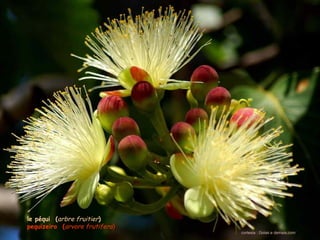 le péqui (arbre fruitier)
pequizeiro (arvore frutifera)
                                cortesia : Goias e demais.com
 