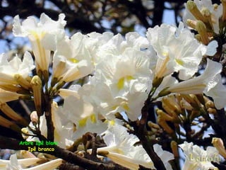 Arbre Ipê blanc
   Ipê branco
 