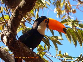 Toucan toco – Tucano.toco   courtesy of : André Gemmer
 