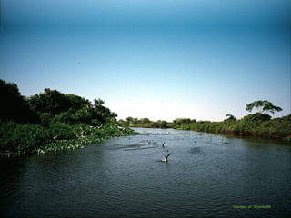 courtesy of : Womby68
 