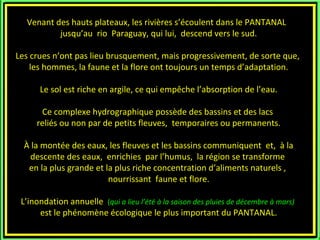 Venant des hauts plateaux, les rivières s’écoulent dans le PANTANAL
          jusqu’au rio Paraguay, qui lui, descend vers le sud.

Les crues n’ont pas lieu brusquement, mais progressivement, de sorte que,
    les hommes, la faune et la flore ont toujours un temps d’adaptation.

      Le sol est riche en argile, ce qui empêche l’absorption de l’eau.

      Ce complexe hydrographique possède des bassins et des lacs
     reliés ou non par de petits fleuves, temporaires ou permanents.

  À la montée des eaux, les fleuves et les bassins communiquent et, à la
   descente des eaux, enrichies par l’humus, la région se transforme
   en la plus grande et la plus riche concentration d’aliments naturels ,
                         nourrissant faune et flore.

 L’inondation annuelle (qui a lieu l’été à la saison des pluies de décembre à mars)
      est le phénomène écologique le plus important du PANTANAL.
 