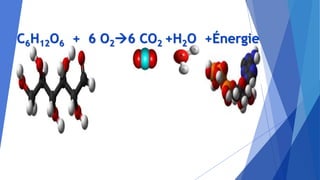 C6H12O6 + 6 O26 CO2 +H2O +Énergie
 