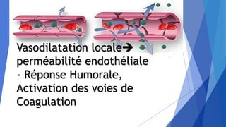 Vasodilatation locale
perméabilité endothéliale
- Réponse Humorale,
Activation des voies de
Coagulation
 