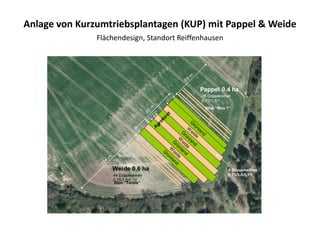 “Max 1“
Klon “Max 1“
Anlage von Kurzumtriebsplantagen (KUP) mit Pappel & Weide
Flächendesign, Standort Reiffenhausen
Klon “Tordis“
 