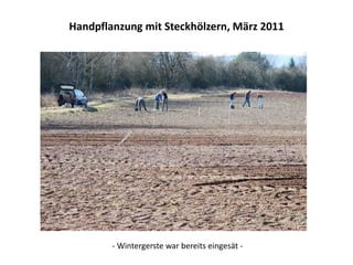 Handpflanzung mit Steckhölzern, März 2011
- Wintergerste war bereits eingesät -
 