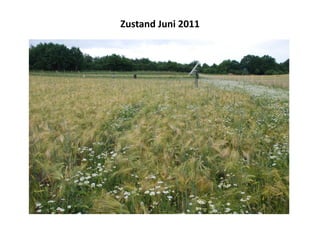 Zustand Juni 2011
 