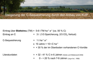 Eintrag über Blattstreu (TM) = 5-6 t TM ha-1 a-1 (ca. 50 % C)
Eintrag an C = 3 t (1/3 Speicherung, 2/3 CO2 Verlust)
C-Sequestrierung = 1 t ha-1 a-1
x 10 Jahre = 10 t C ha-1
= + 30 % der im Oberboden vorhandenen C-Vorräte
Literaturdaten = + 32 - 41 % C in 6 Jahren (Kahle und Hildebrandt 2006)
= 0 - + 20 % nach 7-9 Jahren (Jug et al., 1999)
Steigerung der C-Sequestrierung durch den Anbau von KUP
Foto: N. Lamersdorf
 