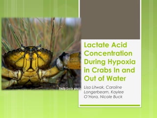 Lactate Acid
Concentration
During Hypoxia
in Crabs In and
Out of Water
Lisa Litwak, Caroline
Longerbeam, Kaylee
O’Hora, Nicole Buck
 