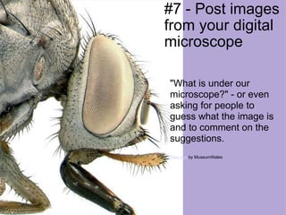 #7 - Post images from your digital microscope "What is under our microscope?" - or even asking for people to guess what the image is and to comment on the suggestions. Flies eye  by MuseumWales 