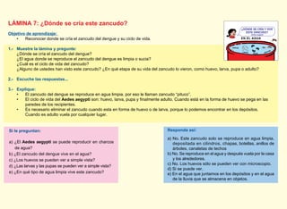 LÁMINA 7: ¿Dónde se cría este zancudo?
Objetivo de aprendizaje:
• Reconocer donde se cría el zancudo del dengue y su ciclo de vida.
1.- Muestre la lámina y pregunte:
¿Dónde se cría el zancudo del dengue?
¿El agua donde se reproduce el zancudo del dengue es limpia o sucia?
¿Cuál es el ciclo de vida del zancudo?
¿Alguno de ustedes han visto este zancudo? ¿En qué etapa de su vida del zancudo lo vieron, como huevo, larva, pupa o adulto?
2.- Escuche las respuestas...
3.- Explique:
• El zancudo del dengue se reproduce en agua limpia, por eso le llaman zancudo “pituco”.
• El ciclo de vida del Aedes aegypti
paredes de los recipientes.
• Es necesario eliminar el zancudo cuando esta en forma de huevo o de larva, porque lo podemos encontrar en los depósitos.
Cuando es adulto vuela por cualquier lugar.
Responda así:
a) No. Este zancudo solo se reproduce en agua limpia.
depositada en cilindros, chapas, botellas, anillos de
árboles, canaletas de techos
b) No. Se reproduce en el agua y después vuela por la casa
y los alrededores.
c) No. Los huevos sólo se pueden ver con microscopio.
d) Si se puede ver.
e) En el agua que juntamos en los depósitos y en el agua
de la lluvia que se almacena en objetos.
Si le preguntan:
a) ¿El Aedes aegypti se puede reproducir en charcos
de agua?
b) ¿El zancudo del dengue vive en el agua?
c) ¿Los huevos se pueden ver a simple vista?
d) ¿Las larvas y las pupas se pueden ver a simple vista?
e) ¿En qué tipo de agua limpia vive este zancudo?
(Aedes aegypti)
 