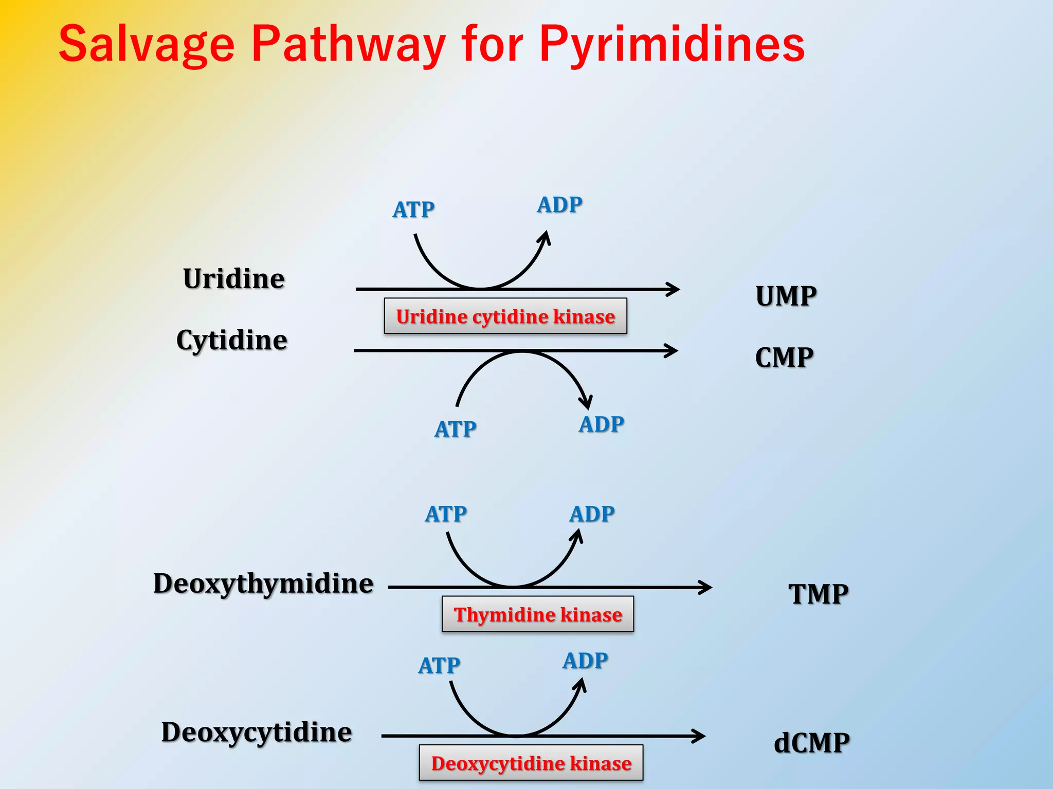 Salvage Pathway for Pyrimidines
Uridine cytidine kinase
ATP ADP
Uridine
UMP
ATP ADP
Cytidine
CMP
Thymidine kinase
ATP ADP
Deoxythymidine TMP
Deoxycytidine kinase
ATP ADP
Deoxycytidine dCMP
 