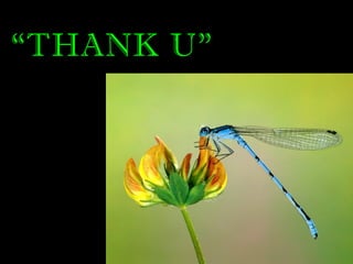 .
“THANK U”
 