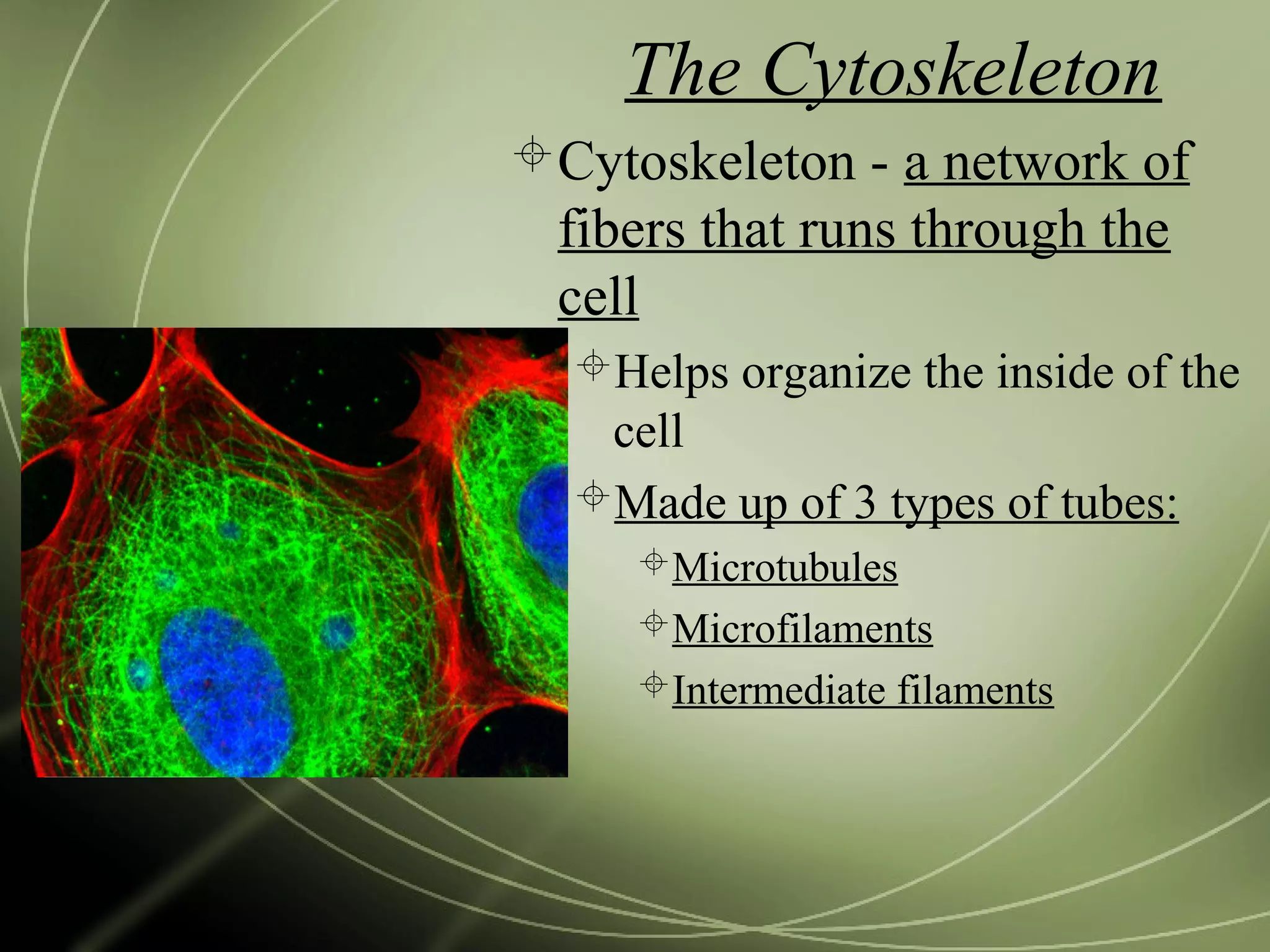 The Cytoskeleton
Cytoskeleton - a network of
fibers that runs through the
cell
Helps organize the inside of the
cell
Made up of 3 types of tubes:
Microtubules
Microfilaments
Intermediate filaments
 