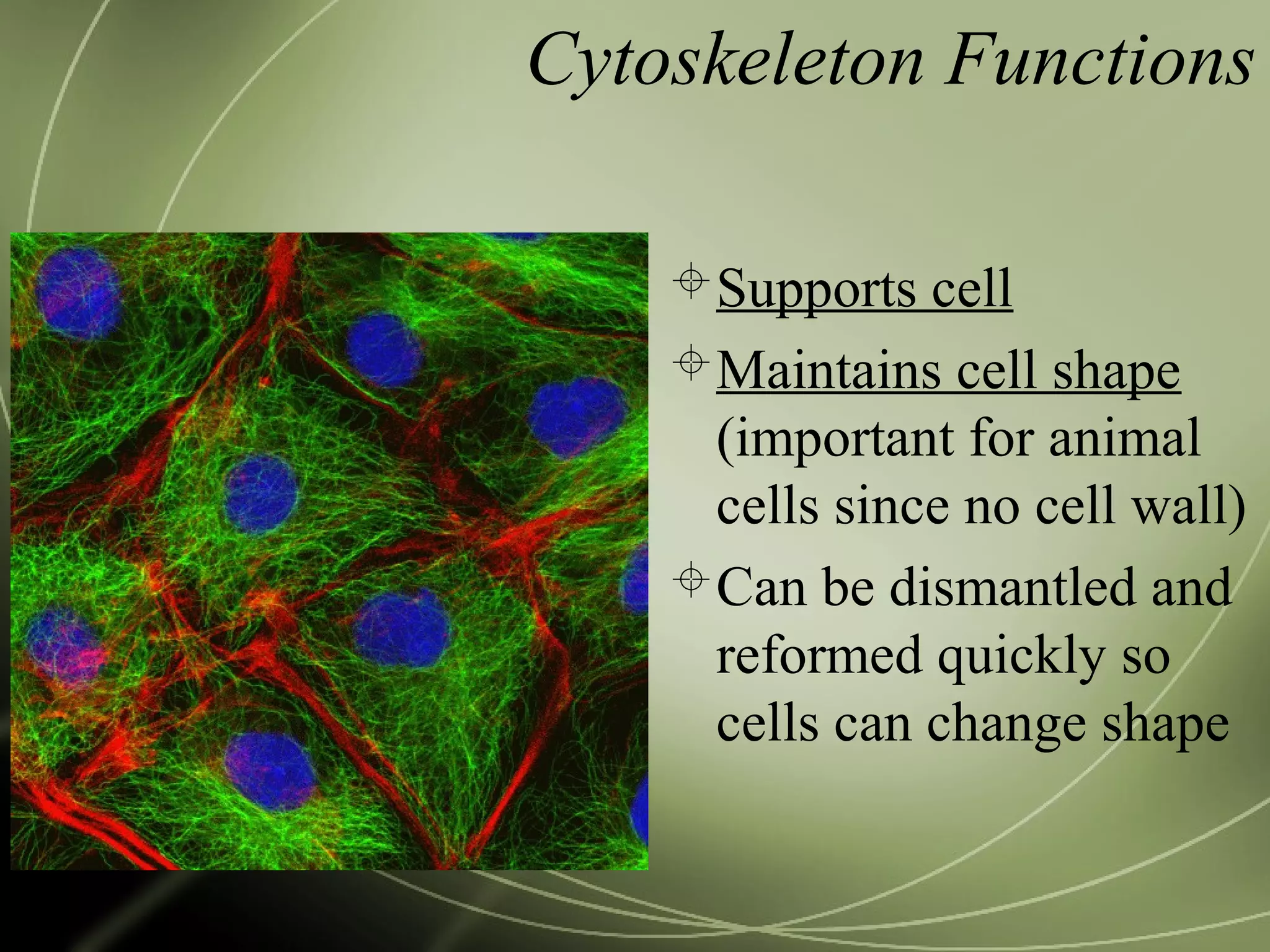 Cytoskeleton Functions
Supports cell
Maintains cell shape
(important for animal
cells since no cell wall)
Can be dismantled and
reformed quickly so
cells can change shape
 