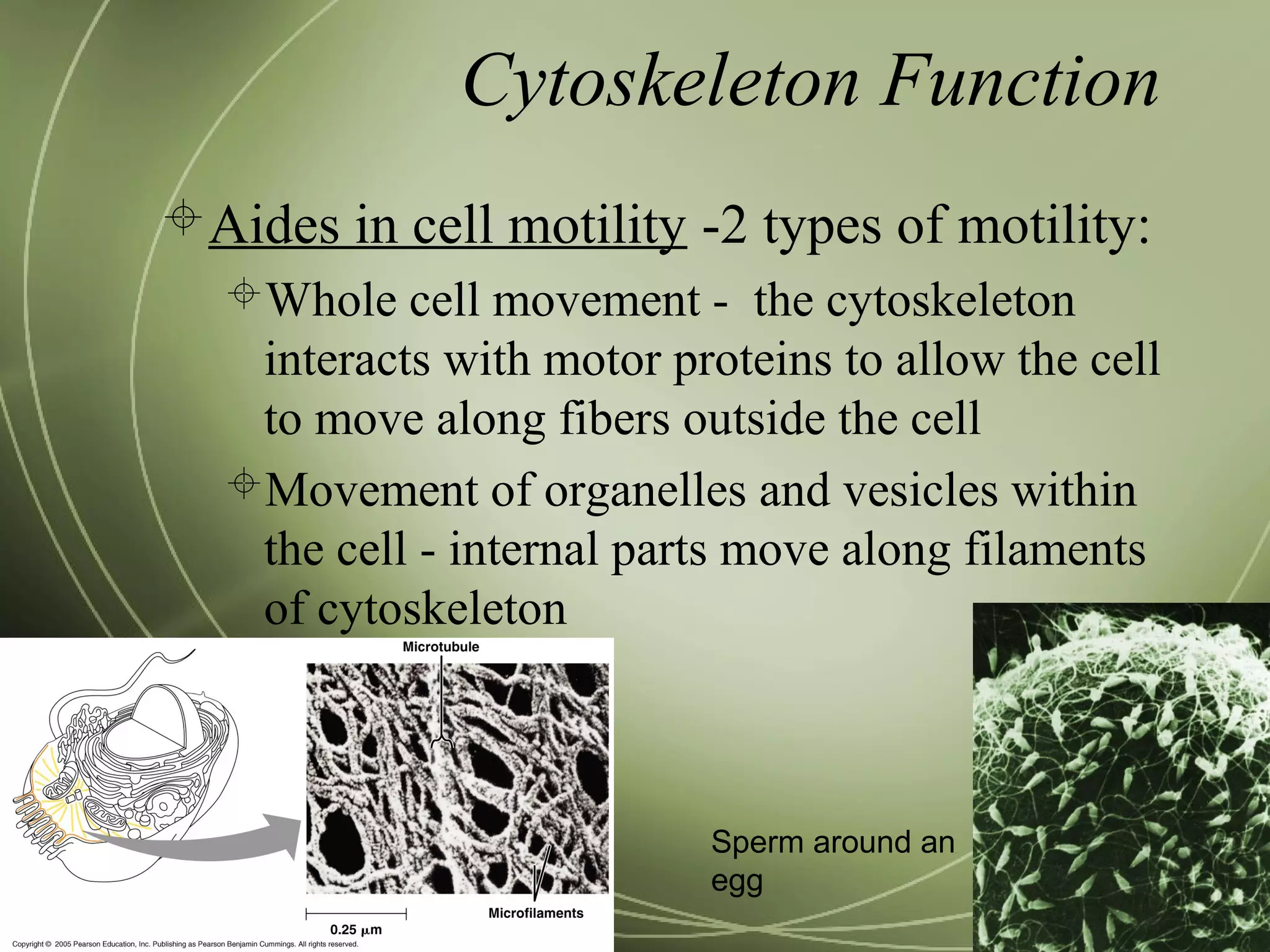 Cytoskeleton Function
Aides in cell motility -2 types of motility:
Whole cell movement - the cytoskeleton
interacts with motor proteins to allow the cell
to move along fibers outside the cell
Movement of organelles and vesicles within
the cell - internal parts move along filaments
of cytoskeleton
Sperm around an
egg
 