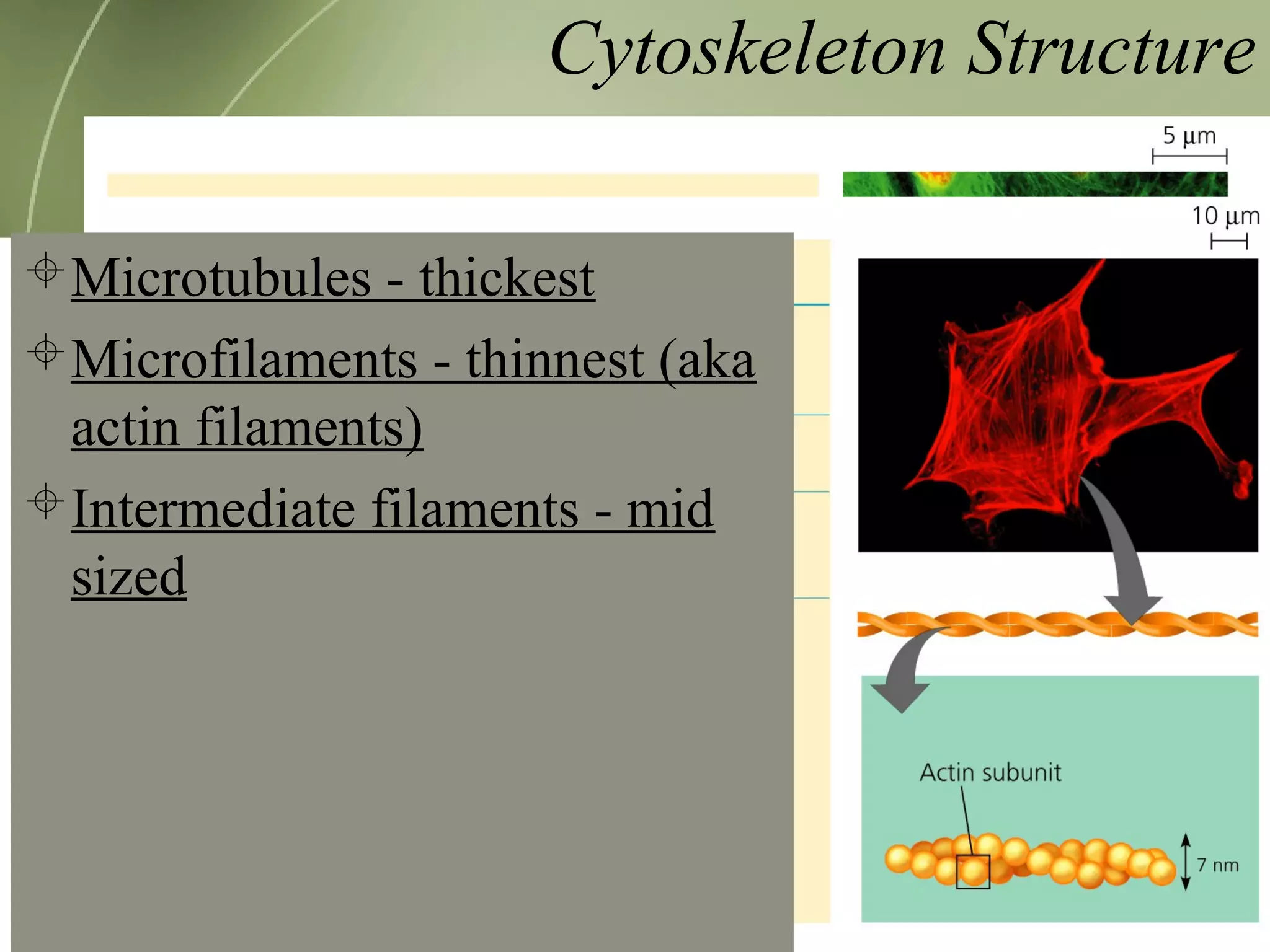 Cytoskeleton Structure
Microtubules - thickest
Microfilaments - thinnest (aka
actin filaments)
Intermediate filaments - mid
sized
 