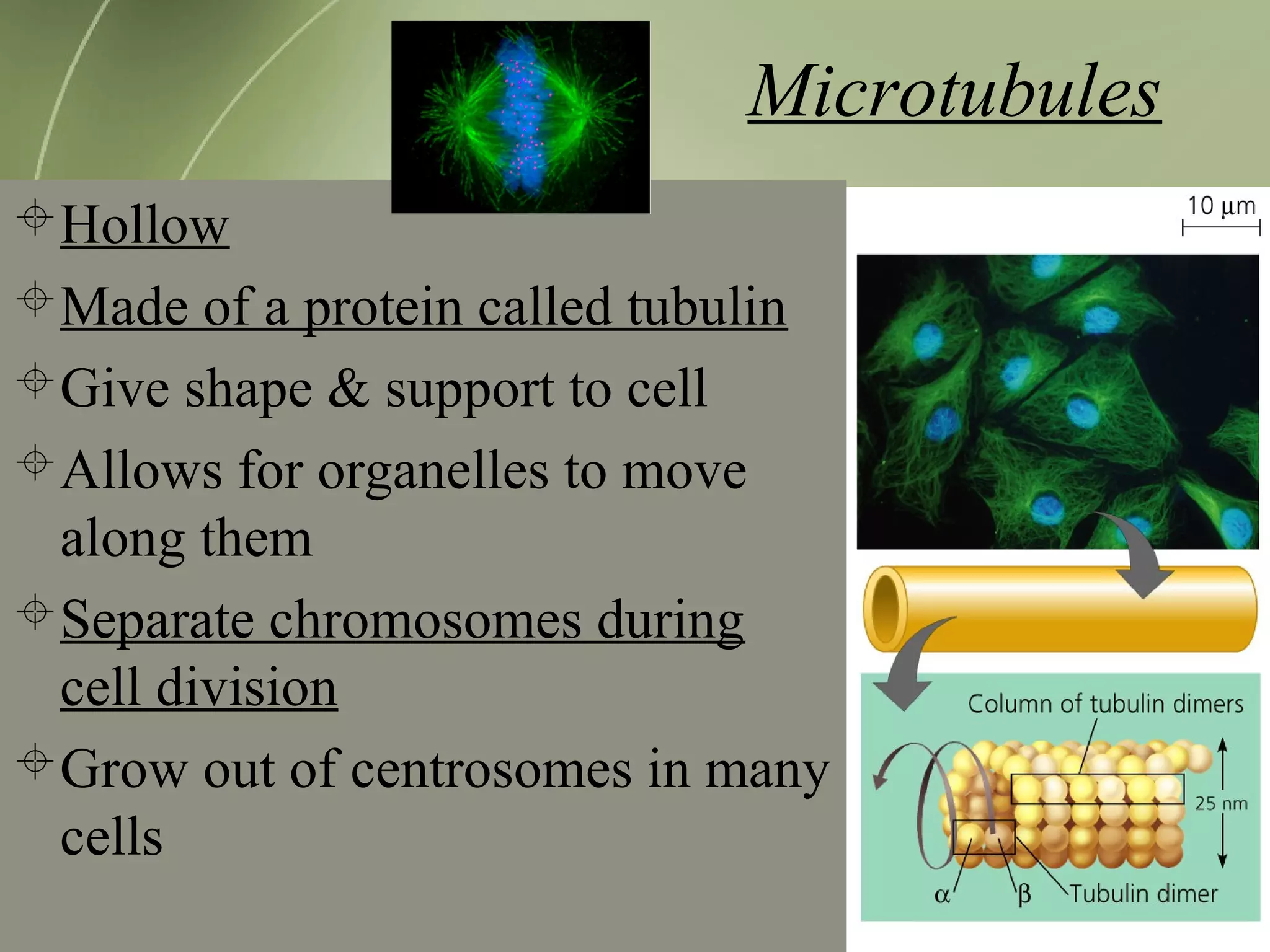 Microtubules
Hollow
Made of a protein called tubulin
Give shape & support to cell
Allows for organelles to move
along them
Separate chromosomes during
cell division
Grow out of centrosomes in many
cells
 