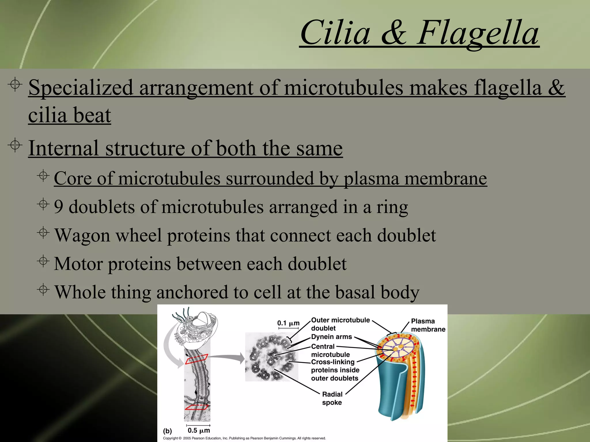 Cilia & Flagella
 Specialized arrangement of microtubules makes flagella &
cilia beat
 Internal structure of both the same
Core of microtubules surrounded by plasma membrane
9 doublets of microtubules arranged in a ring
Wagon wheel proteins that connect each doublet
Motor proteins between each doublet
Whole thing anchored to cell at the basal body
 