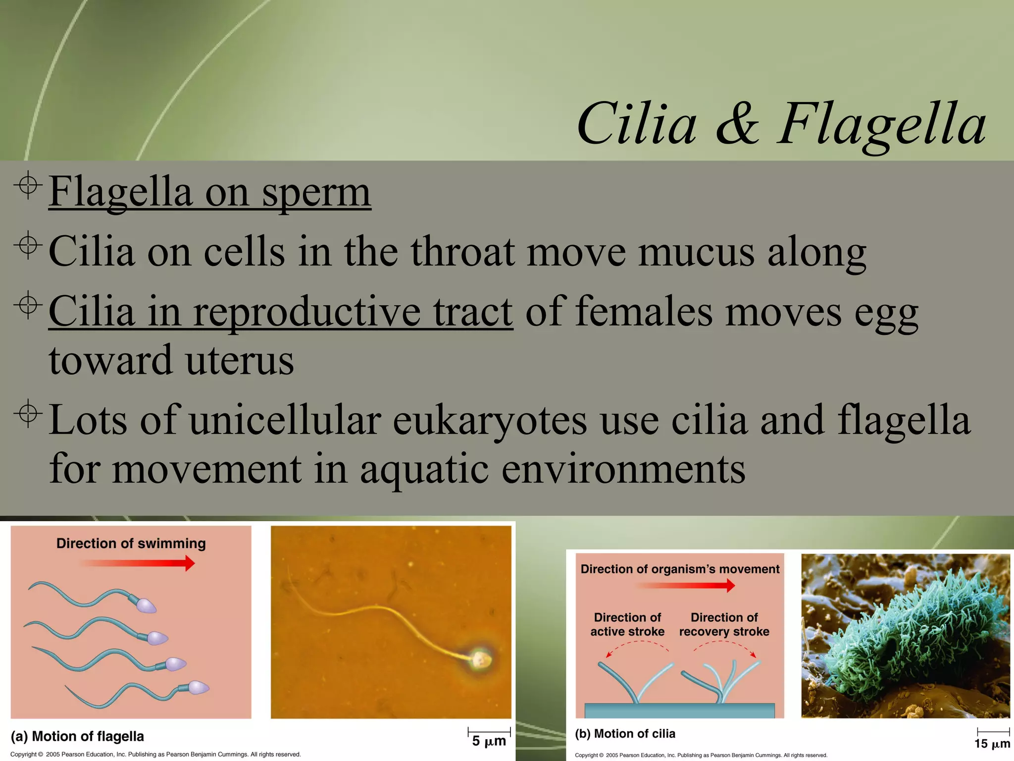 Cilia & Flagella
Flagella on sperm
Cilia on cells in the throat move mucus along
Cilia in reproductive tract of females moves egg
toward uterus
Lots of unicellular eukaryotes use cilia and flagella
for movement in aquatic environments
 