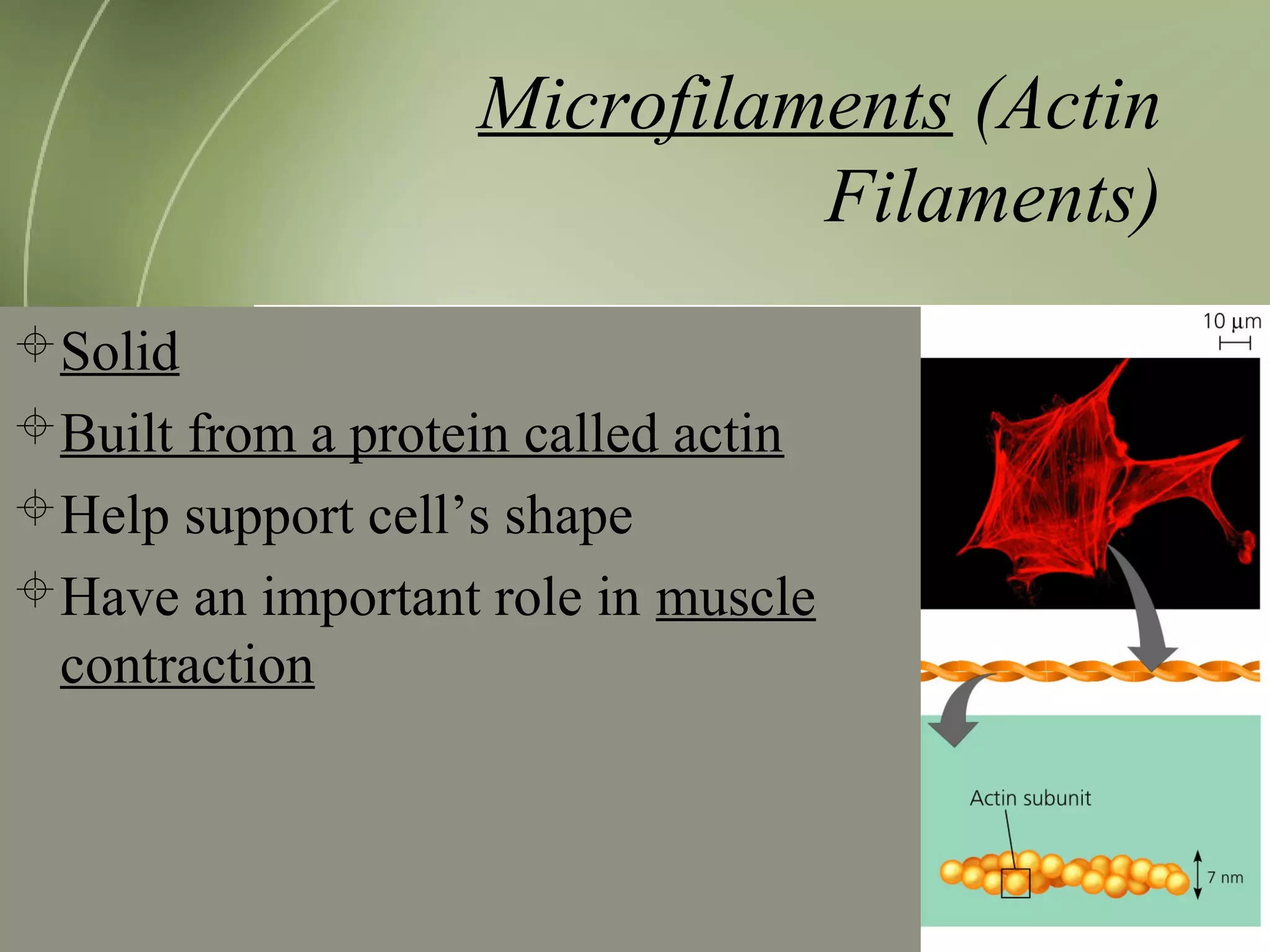 Microfilaments (Actin
Filaments)
Solid
Built from a protein called actin
Help support cell’s shape
Have an important role in muscle
contraction
 