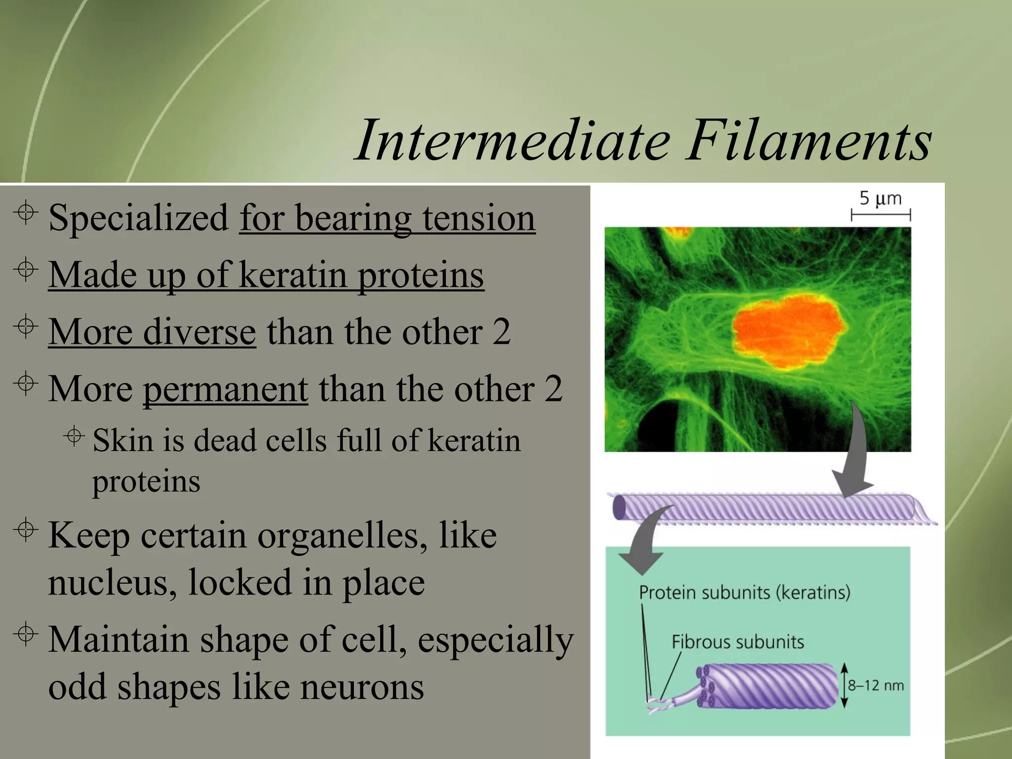 Intermediate Filaments
Specialized for bearing tension
Made up of keratin proteins
More diverse than the other 2
More permanent than the other 2
Skin is dead cells full of keratin
proteins
Keep certain organelles, like
nucleus, locked in place
Maintain shape of cell, especially
odd shapes like neurons
 